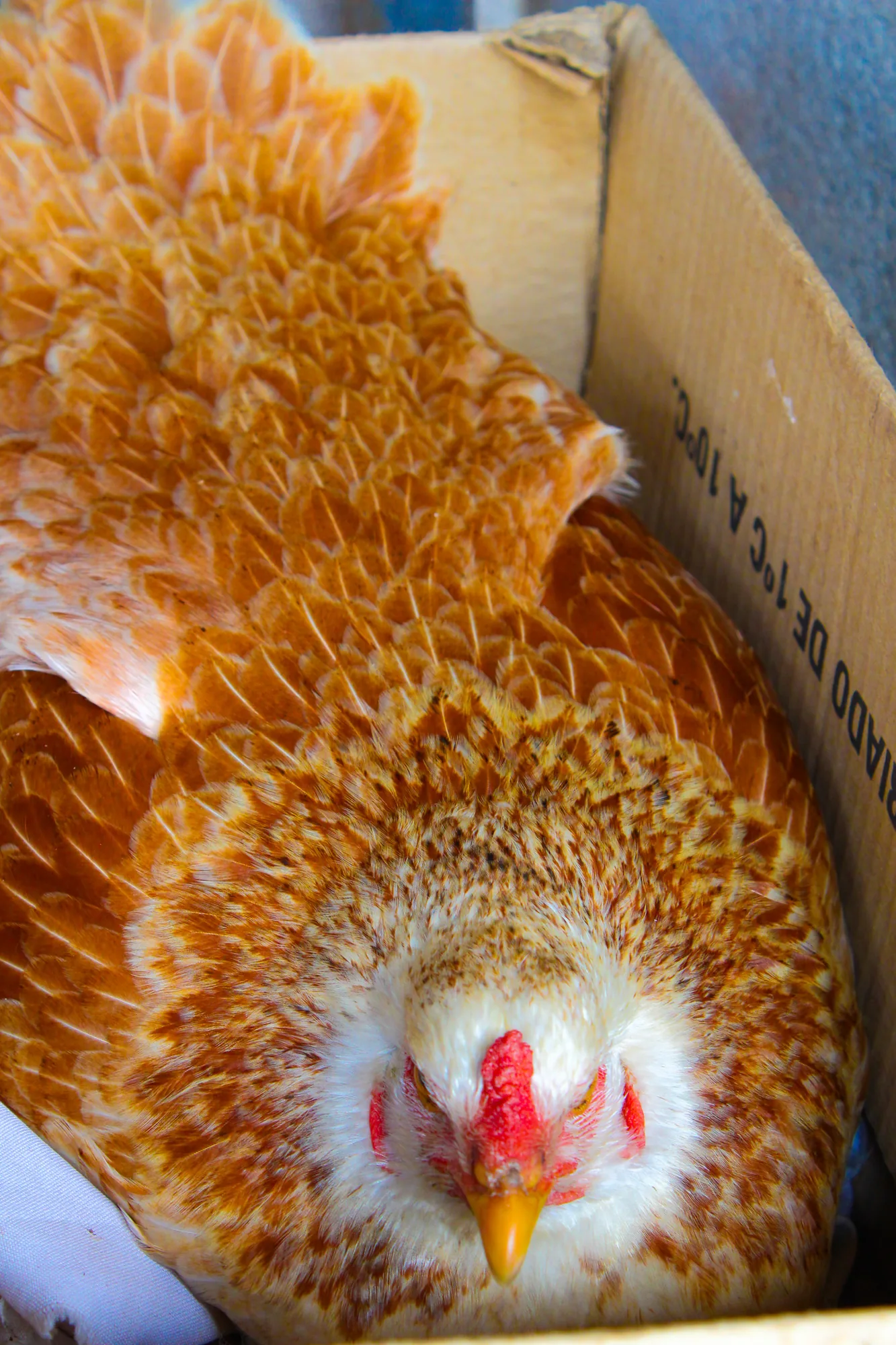 Animal 2