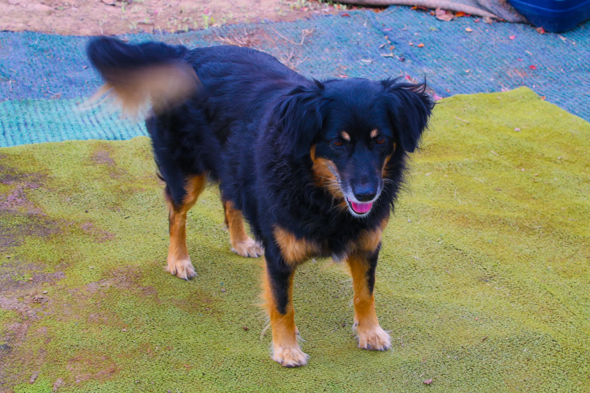 Animal 3
