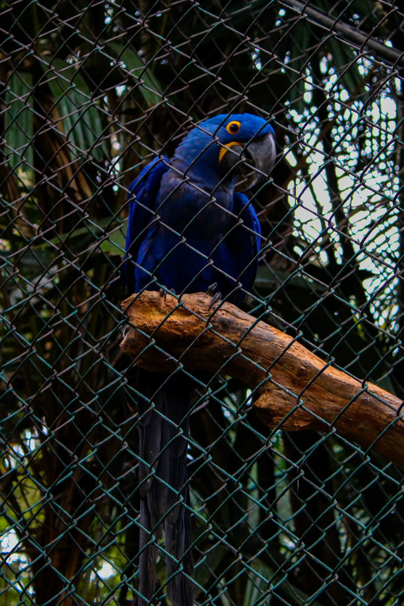 Animal 9