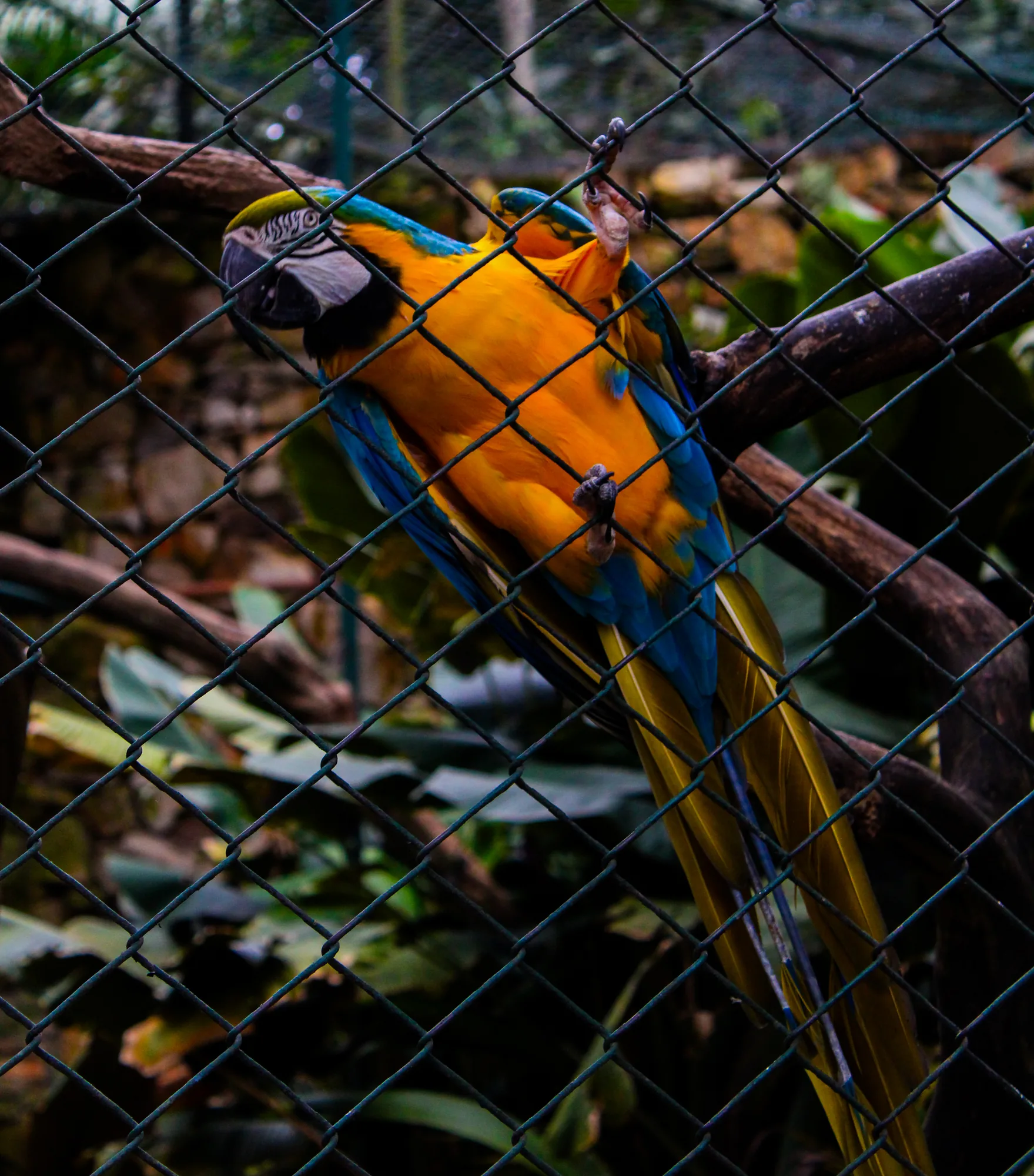 Animal 10