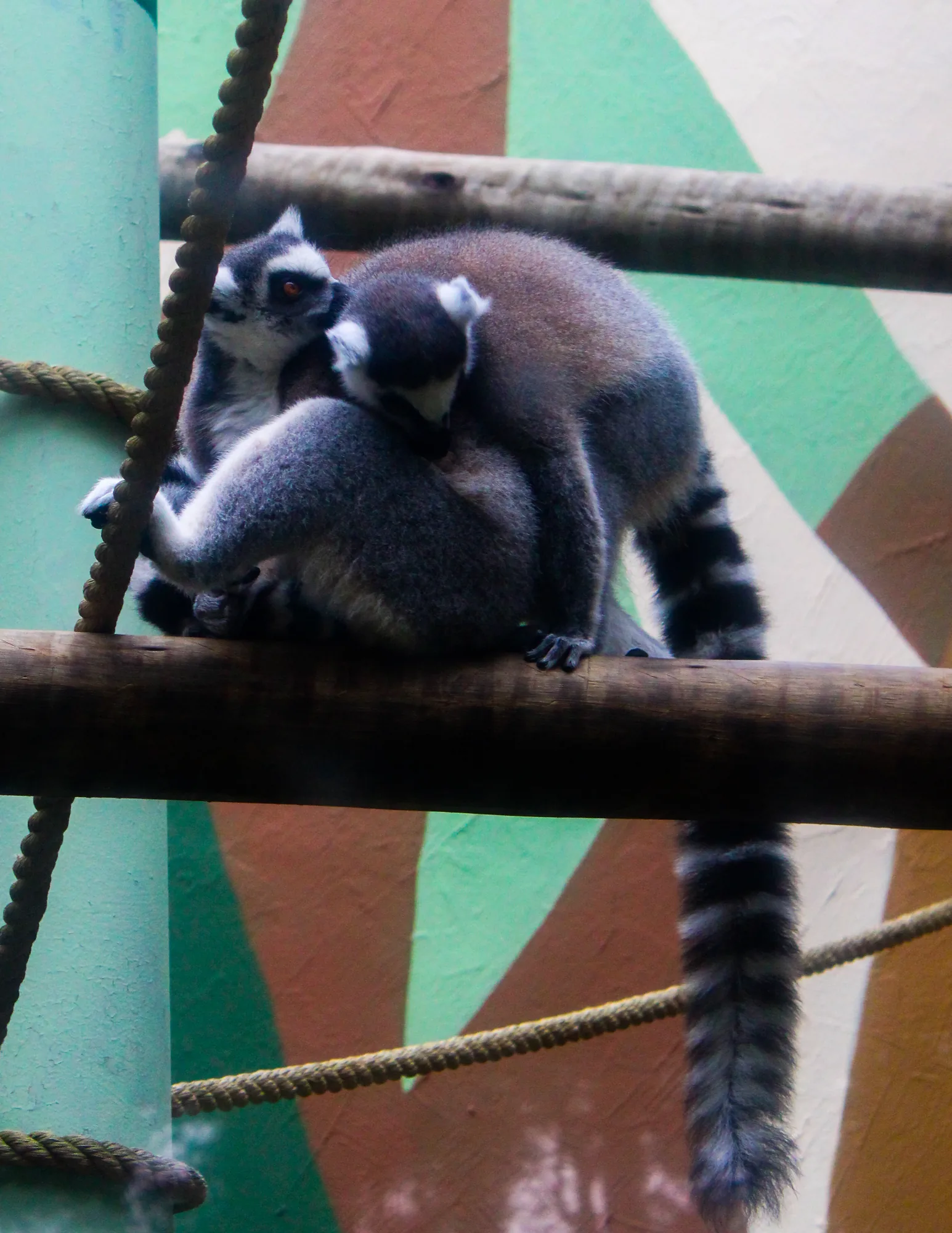 Animal 11