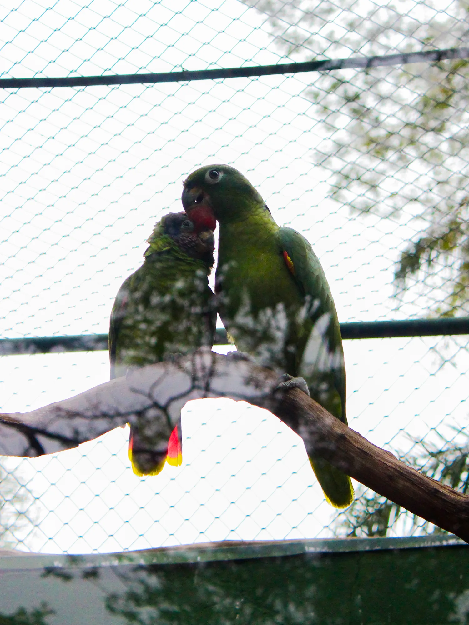 Animal 14