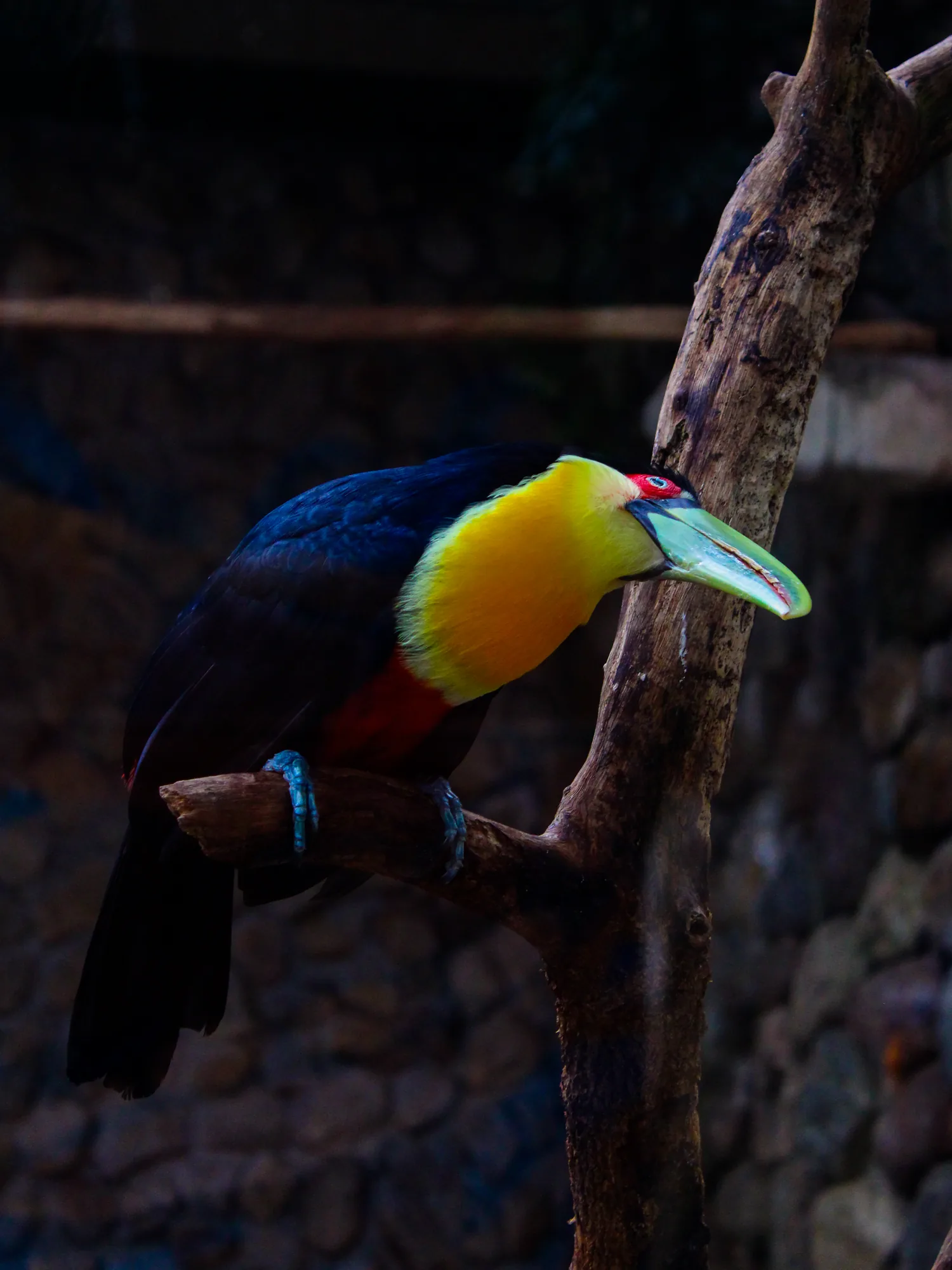 Animal 16