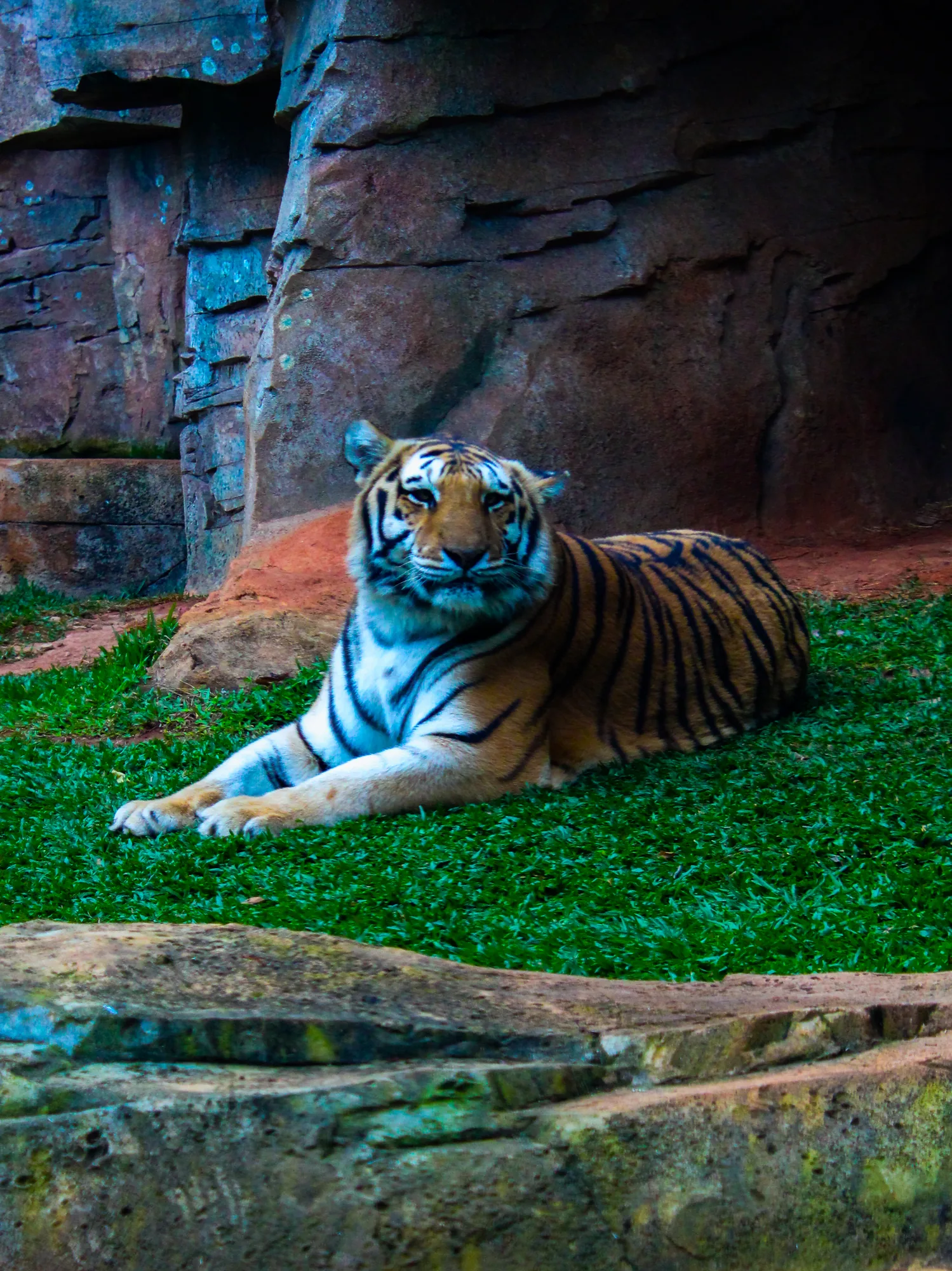 Animal 19