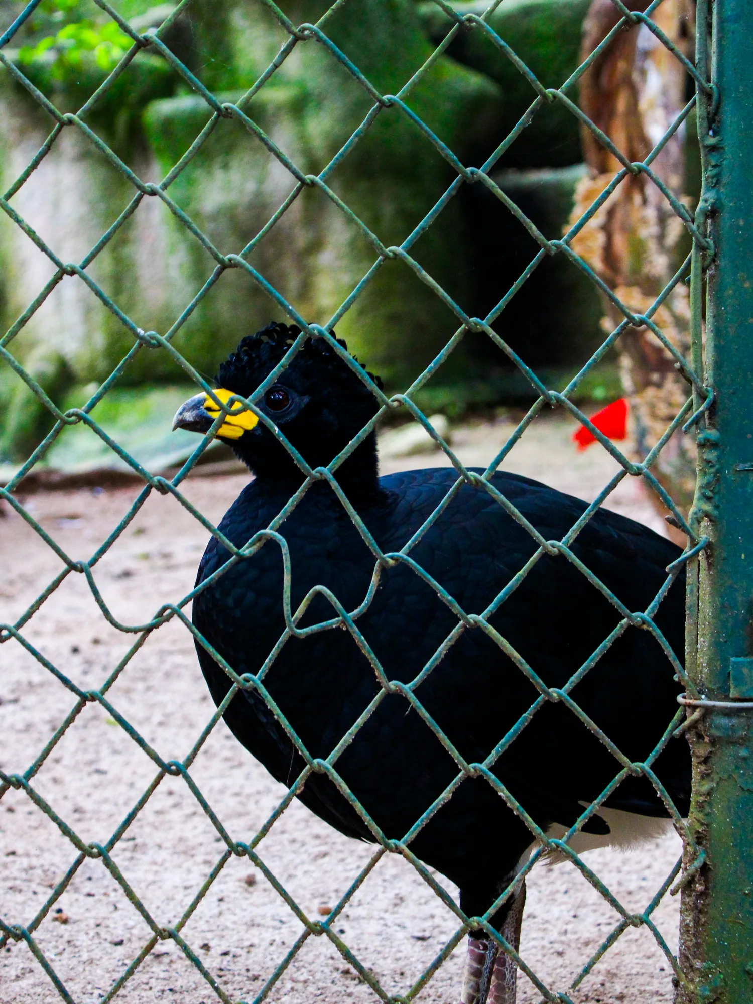 Animal 25