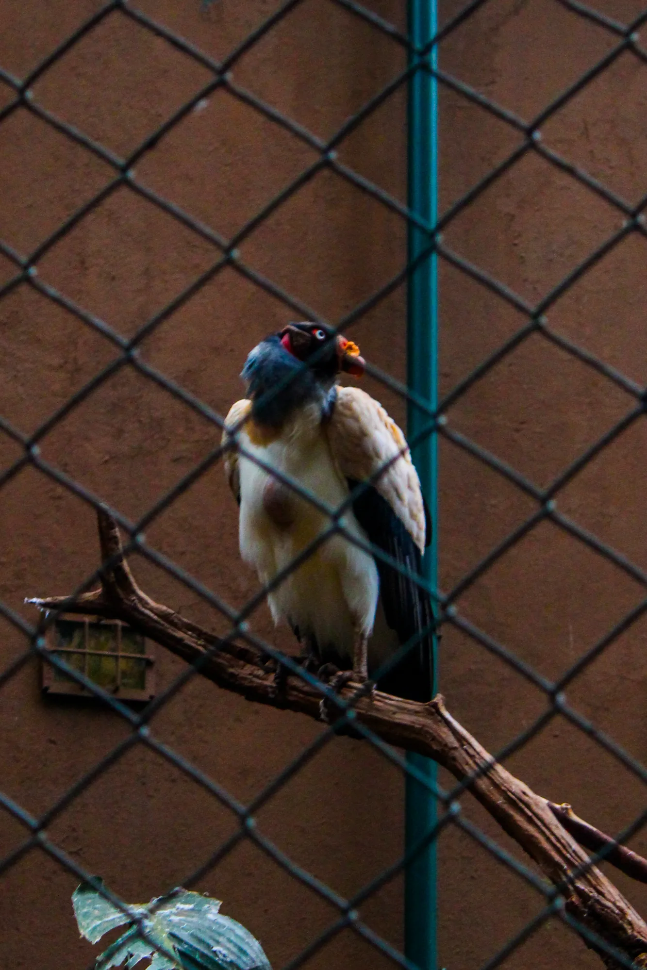 Animal 26