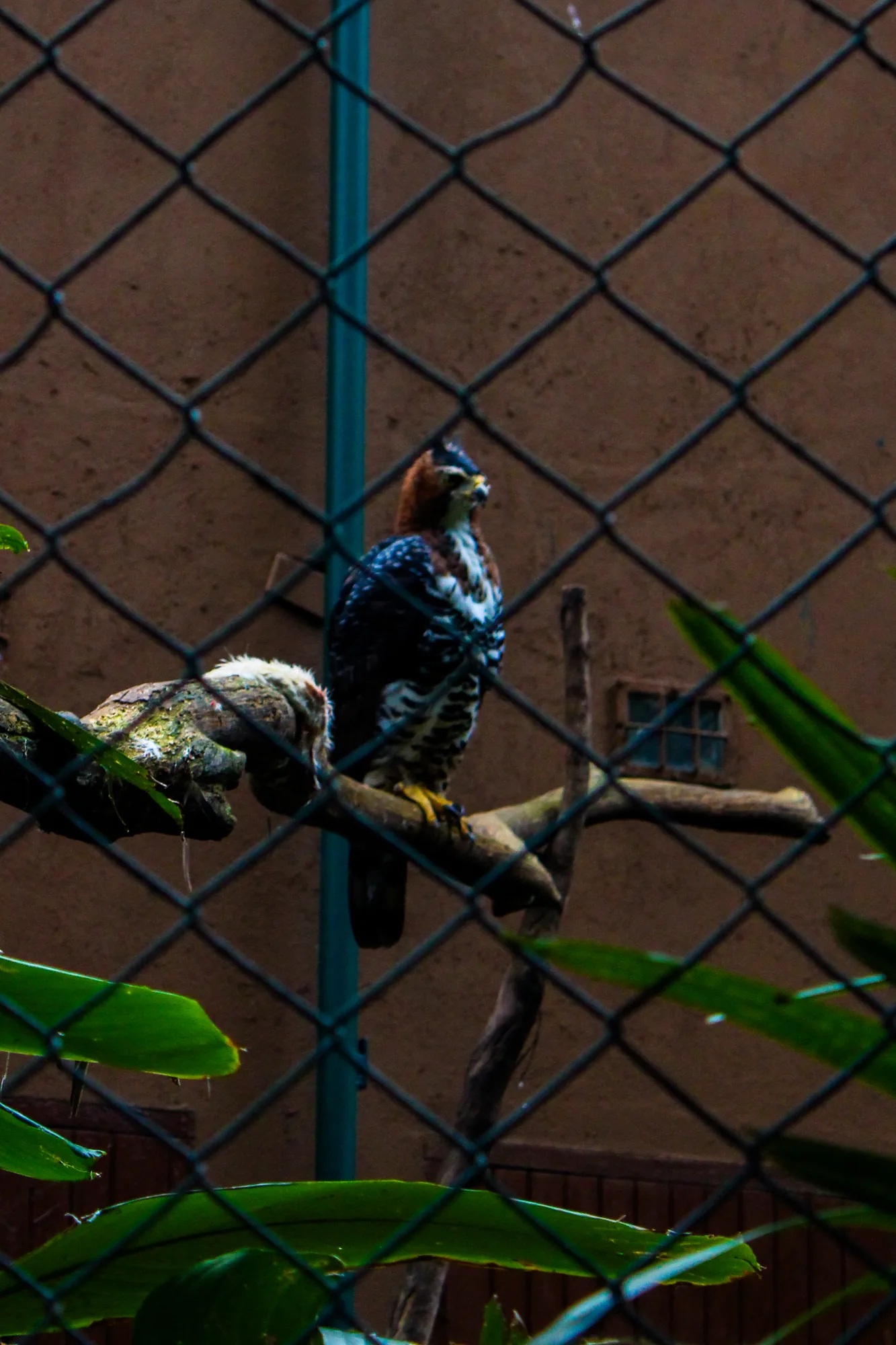 Animal 27