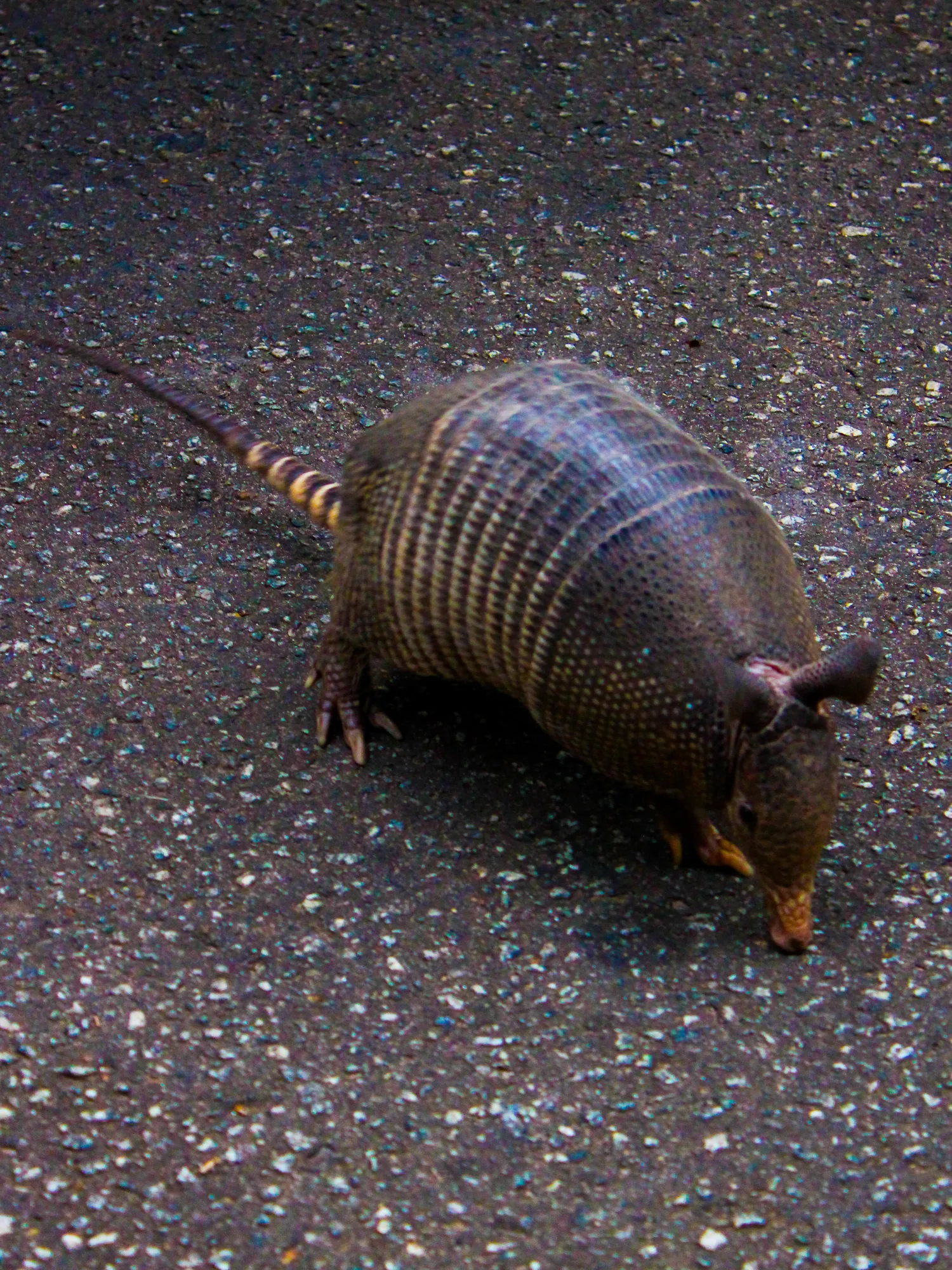 Animal 31