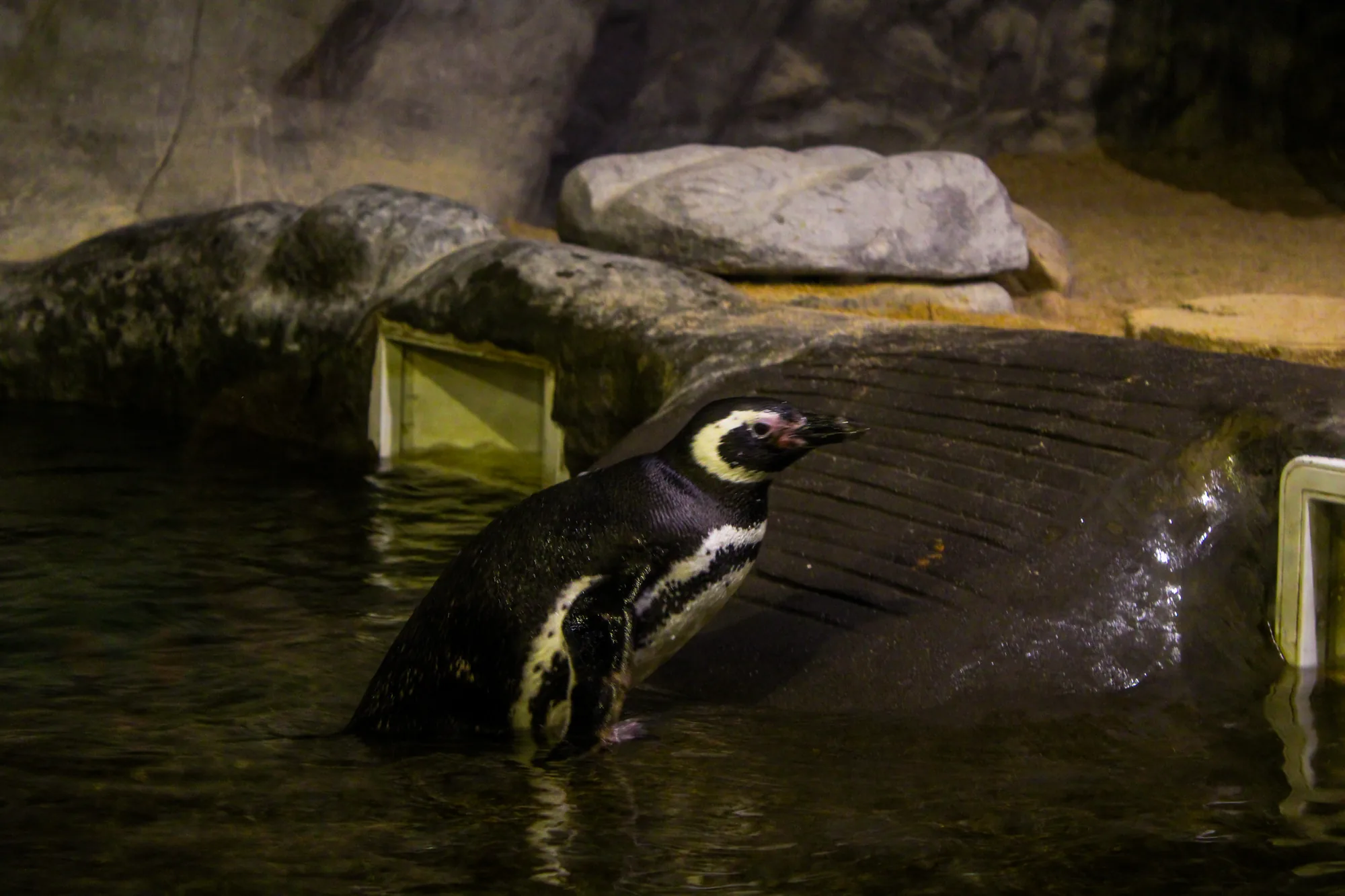 Animal 32