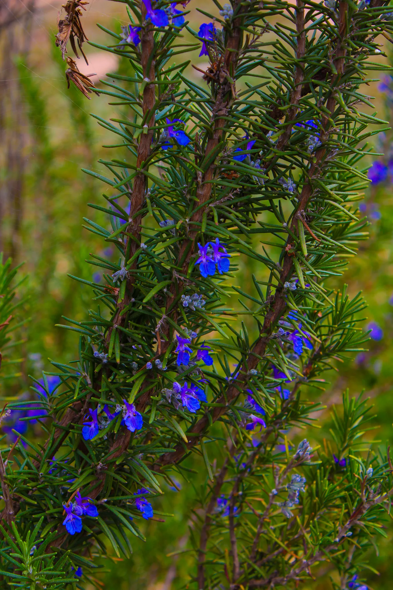 Natureza 4