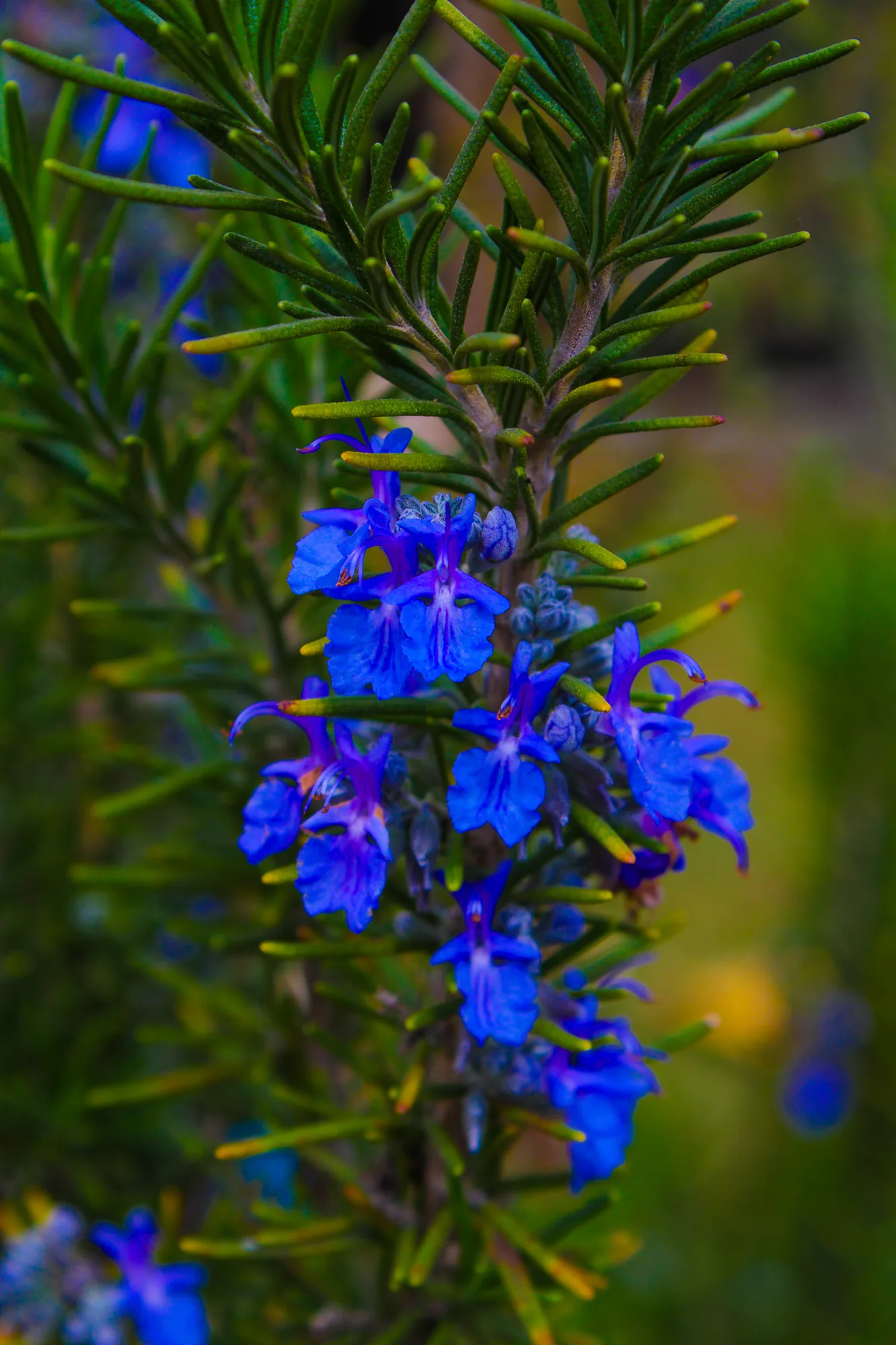 Natureza 5