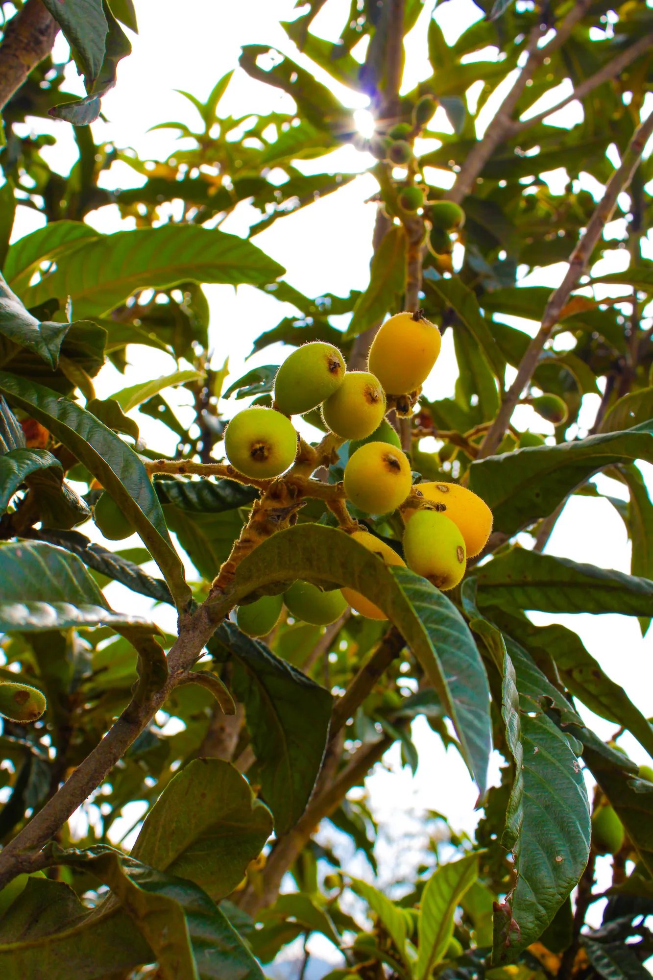 Natureza 6