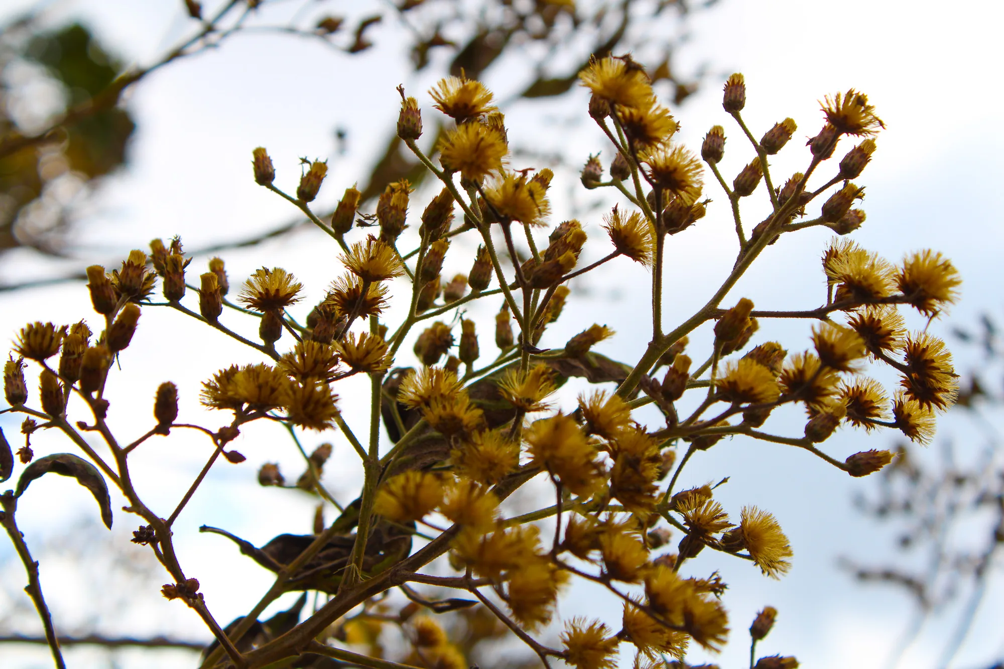 Natureza 7