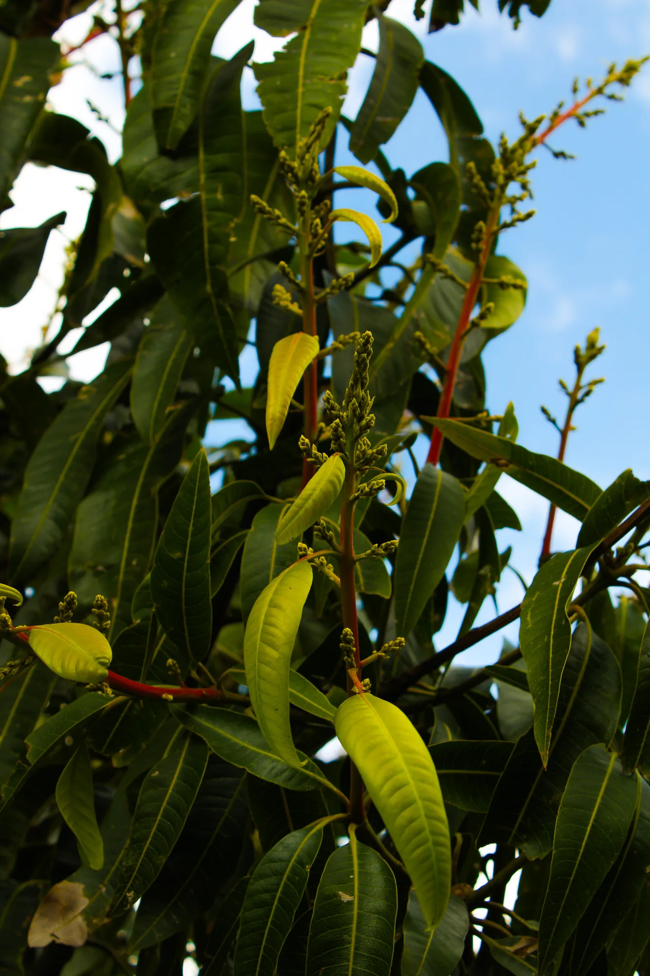 Natureza 8