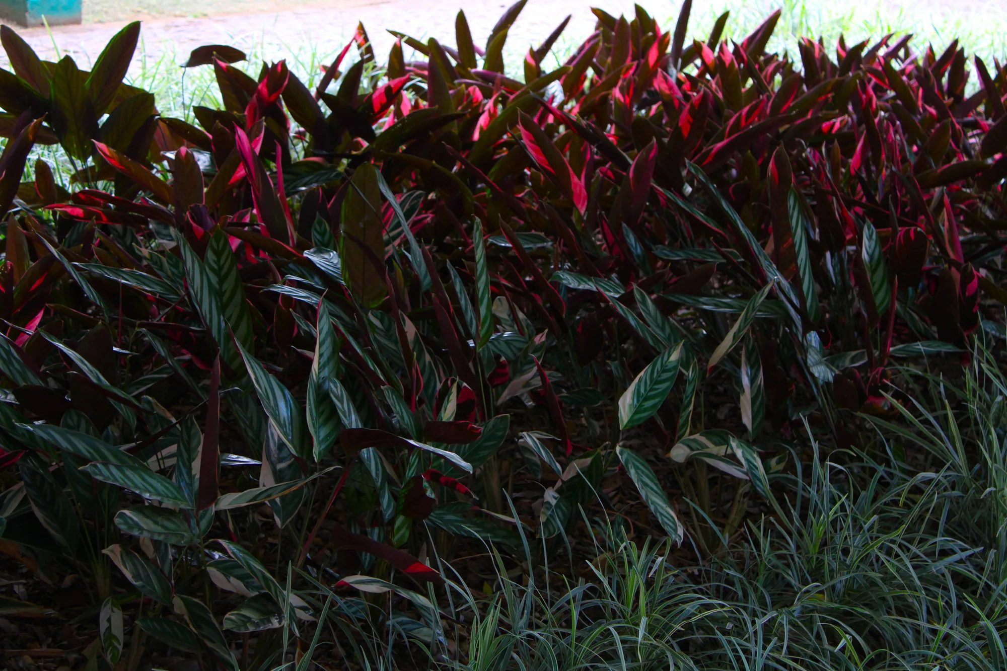 Natureza 11