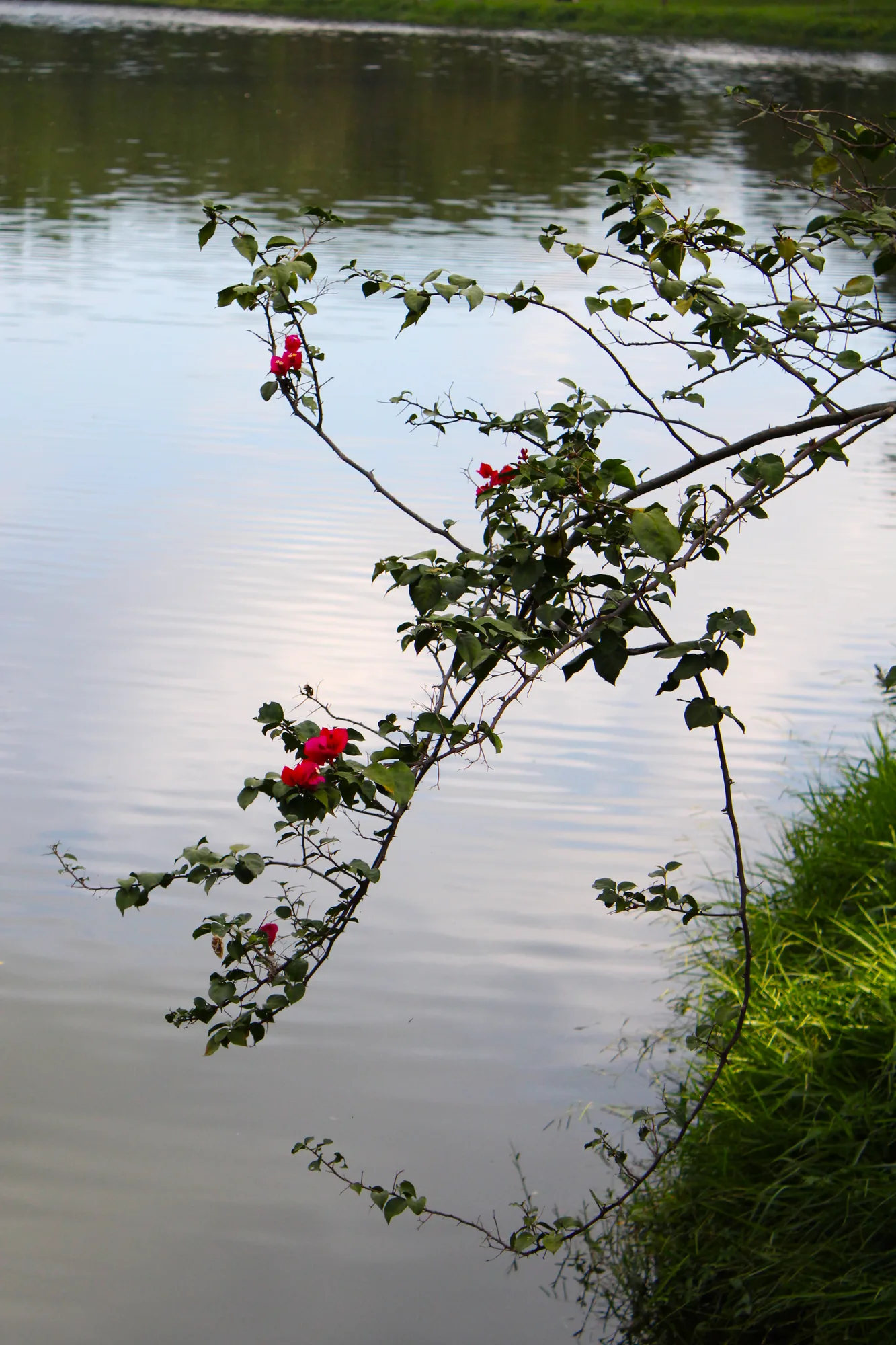 Natureza 12