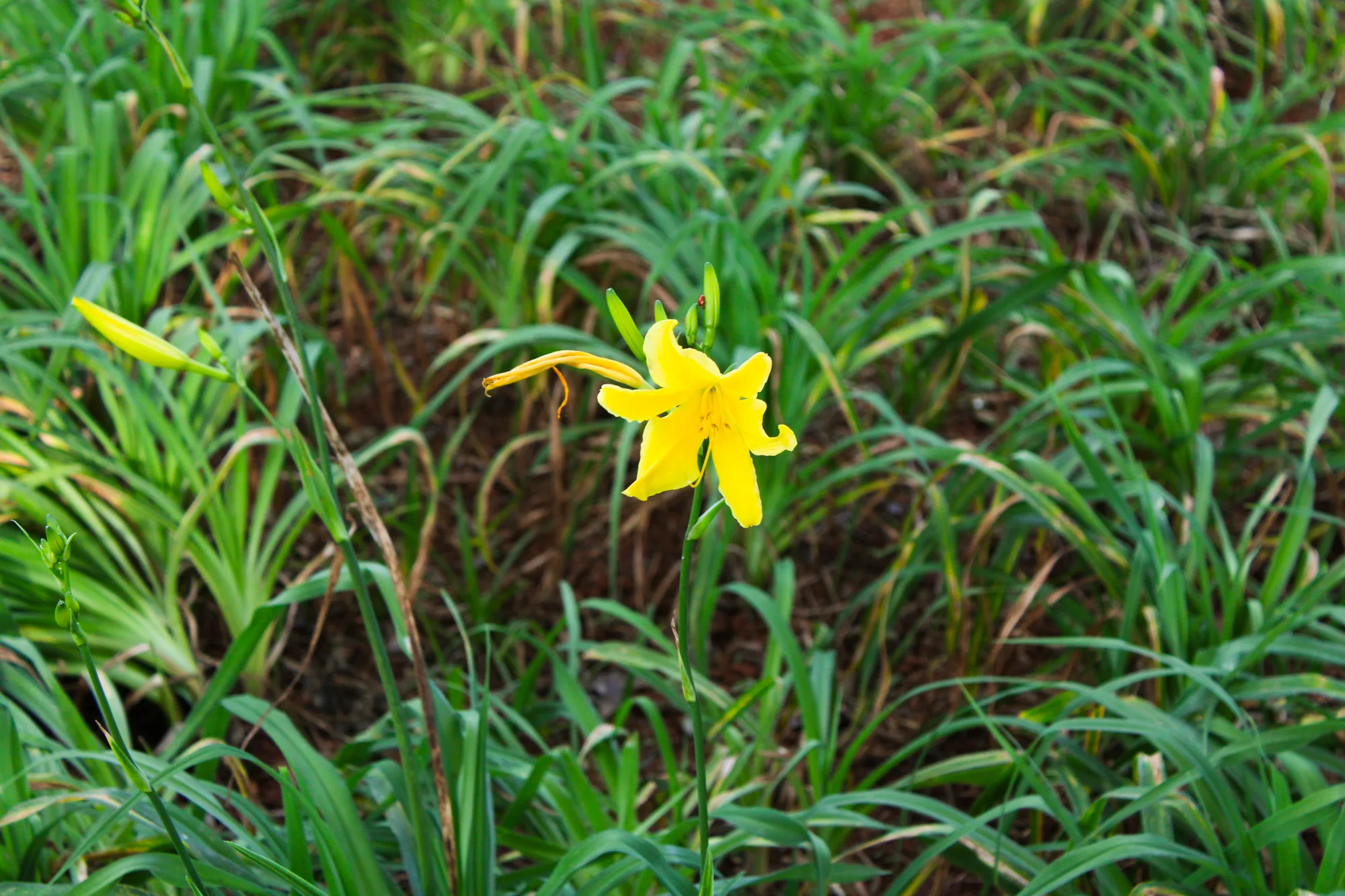 Natureza 13