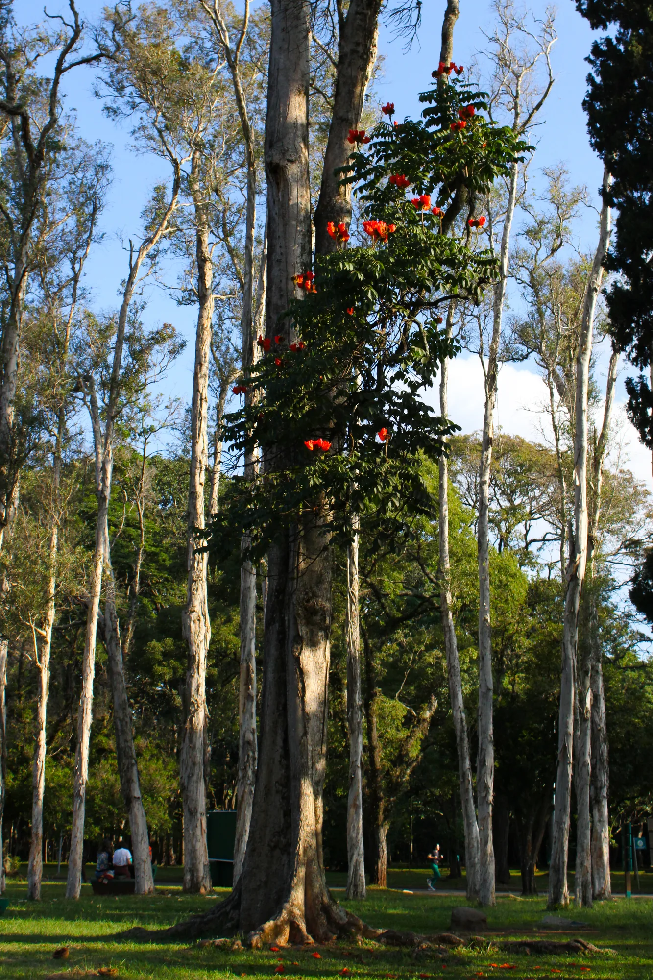 Natureza 15