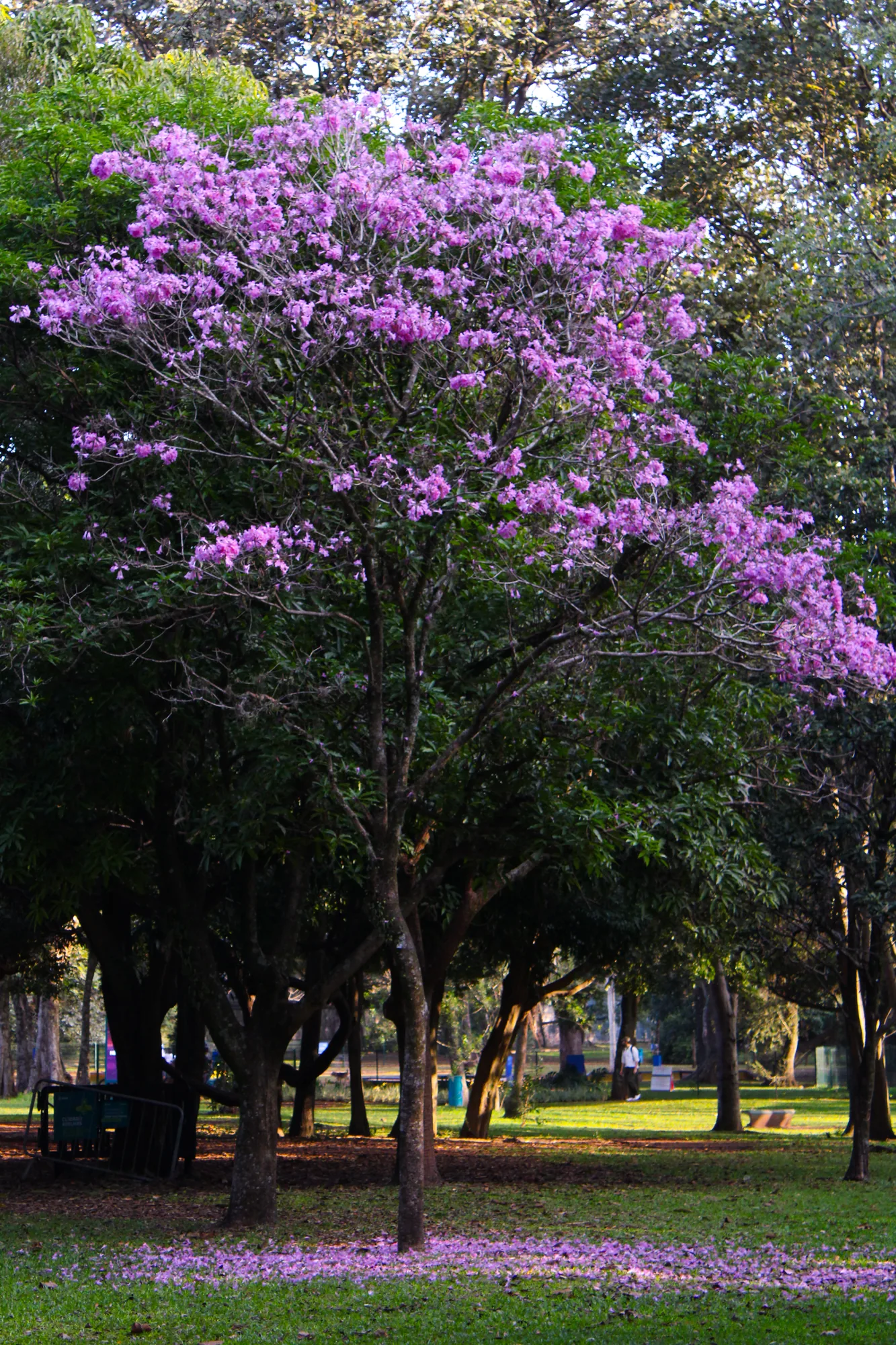 Natureza 16