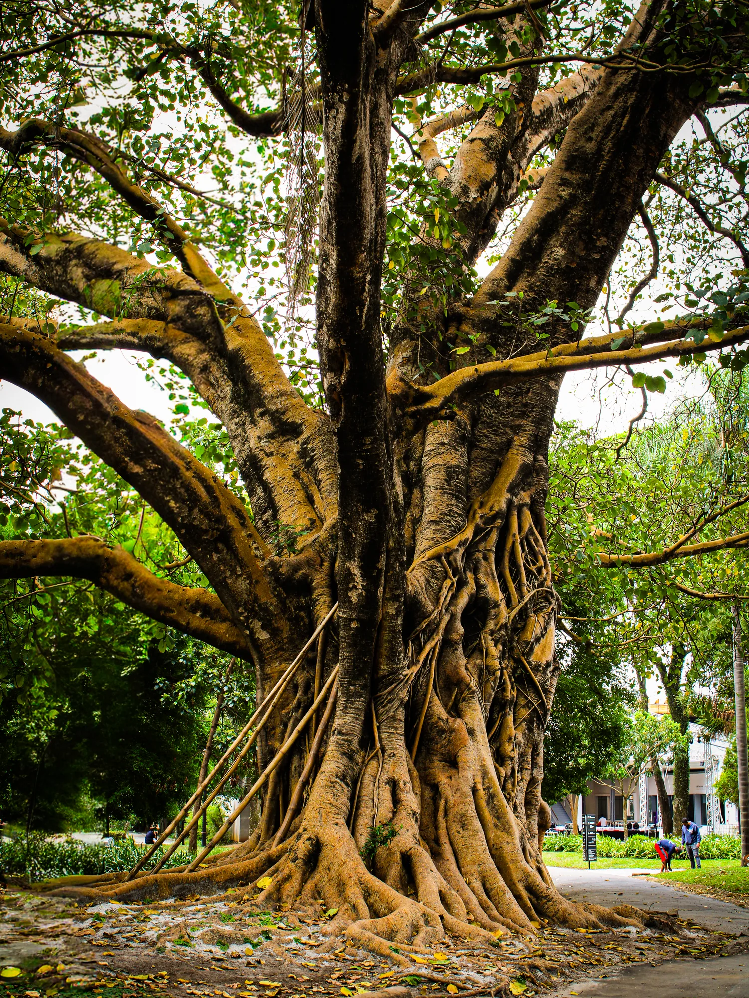 Natureza 27