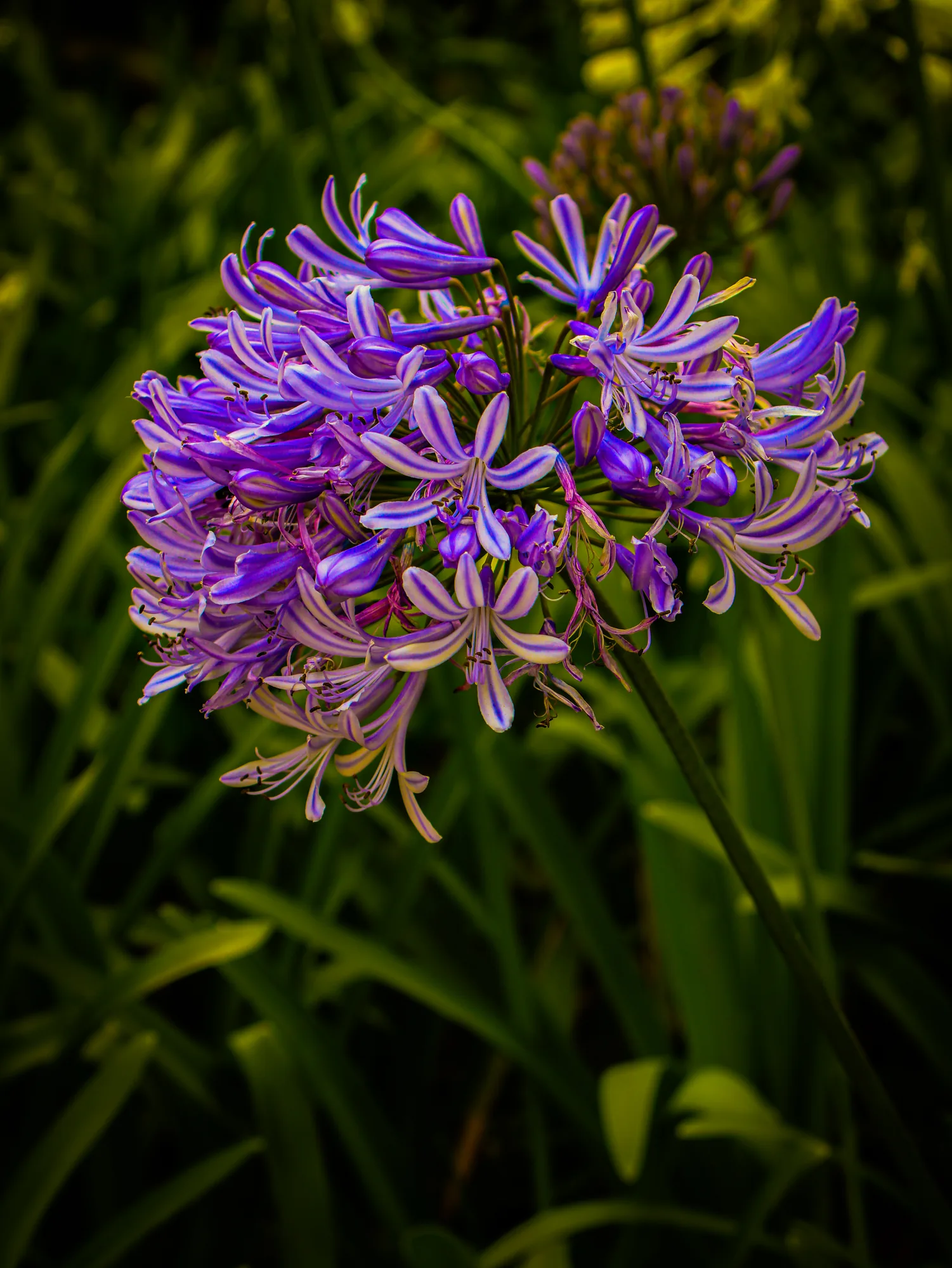 Natureza 29
