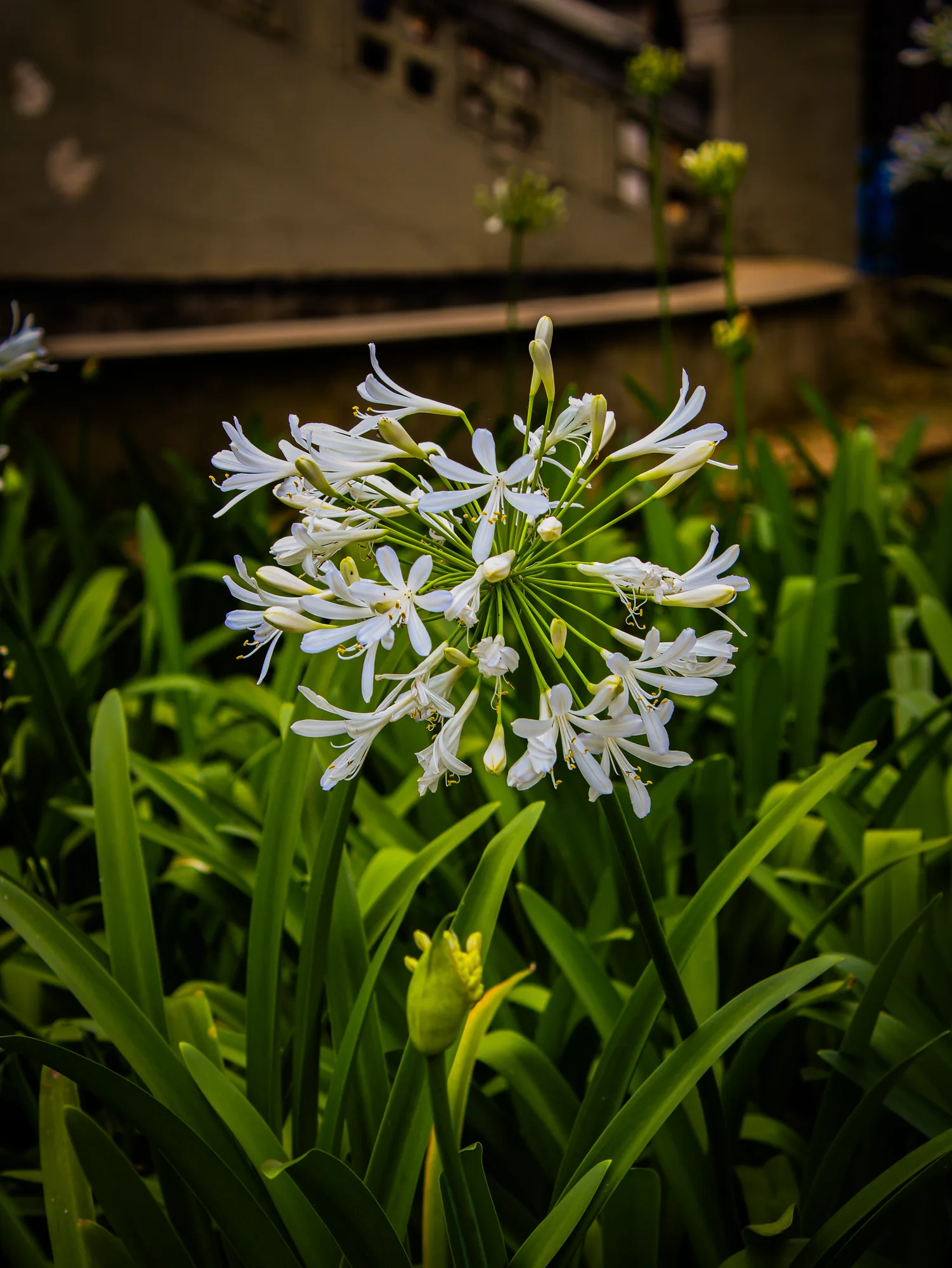 Natureza 30